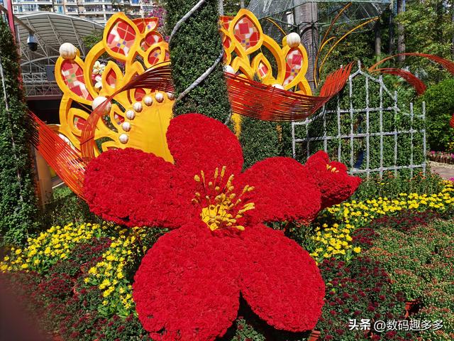 广州66届羊城菊花展，快来看打卡攻略