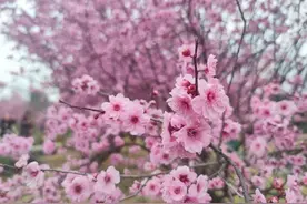 眉山市东坡区 踏春赏花不停歇图片