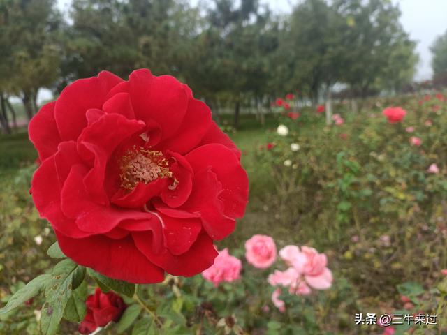 无为在歧路，国庆游淄博4
