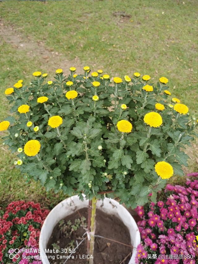 今年唐山南湖菊展从规模到品种在我印象中是多年来的第一次