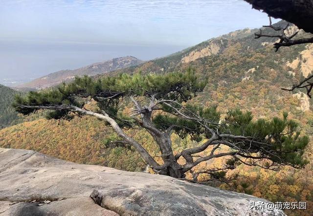 悬崖边松树遭风暴摧残，扭曲成艺术品般姿态，游客纷纷驻足惊叹