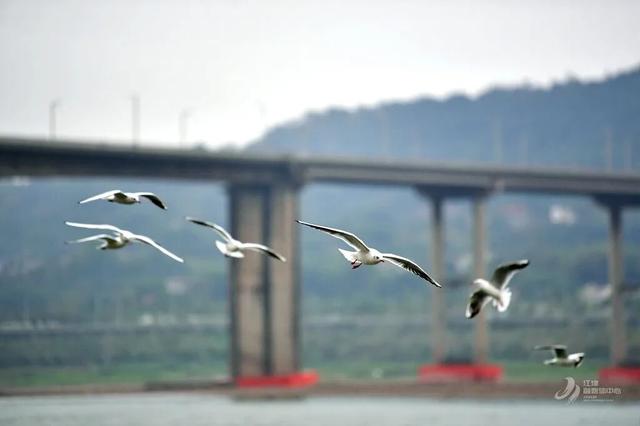 鸥！来了！“鸥”遇点位请收藏→🤳🤳🤳