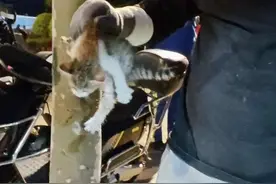 “喵……”小猫被困下水道！众人展开救助图片