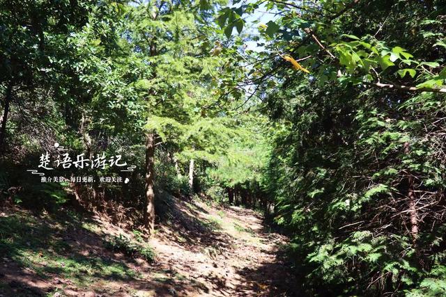 浙江宁波的桃源级森林公园，藏着一条黄金古道，景美但需做好攻略