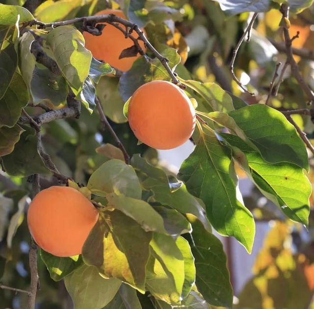 藏在武都的深秋秘境！