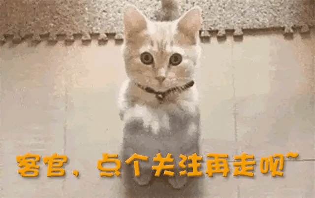 自食恶果！释永信再迎3大噩耗,私生活混乱只是冰山一角!