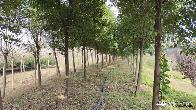 漯河历史文化遗迹之郝家台遗址