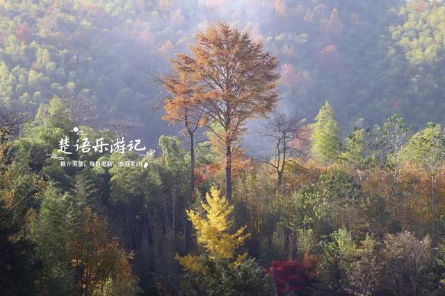 浙江宁波的千年古村，银杏红枫相映堪比油画，梯田茶园比画还要美