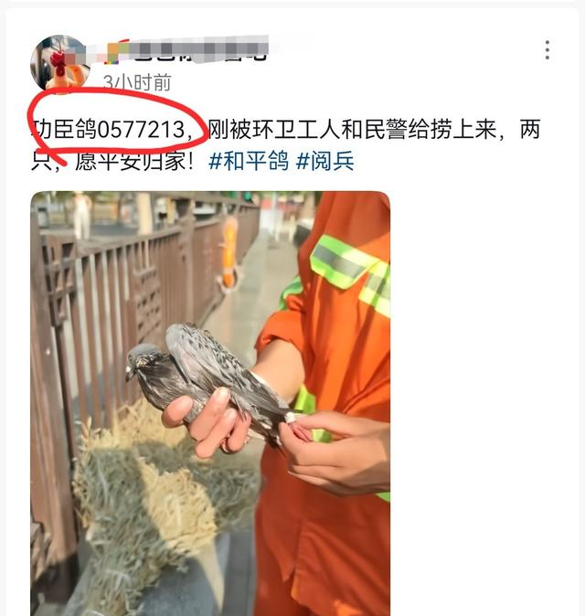河南网友称捡到阅兵鸽，放飞后迟迟不走，主人回应：缘分，送你吧