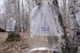 白桦树汁健康潮饮的时代已至图片