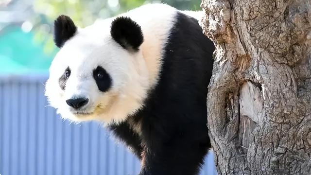 最后关头，高市政府通告中国，希望送回大熊猫，中方误判了日本？