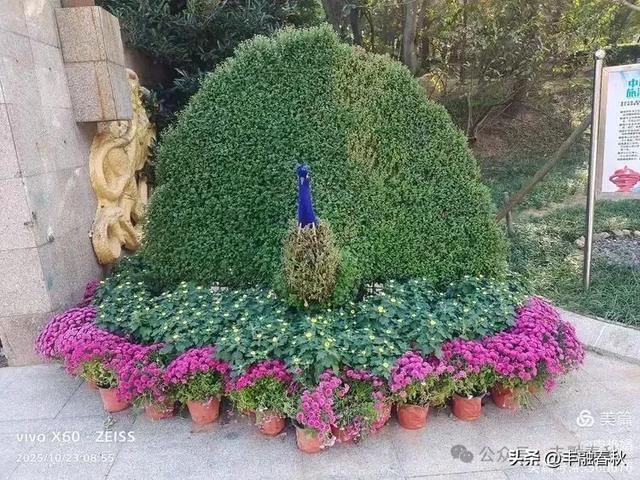 菊绽秋阳里，暗香绕中山｜申艳娟