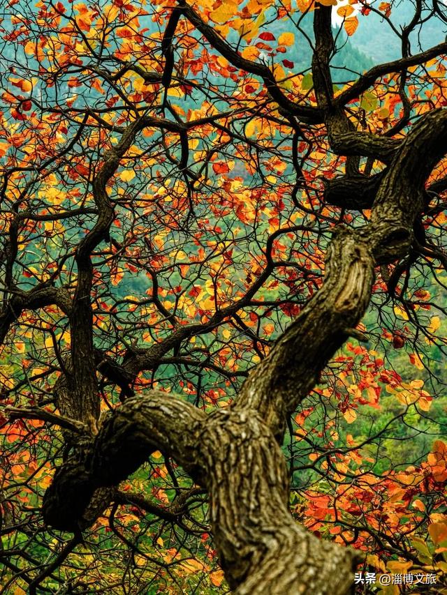 实拍!红的橘的黄的,整个淄博“燃”起来了!这些路段落叶缓扫→