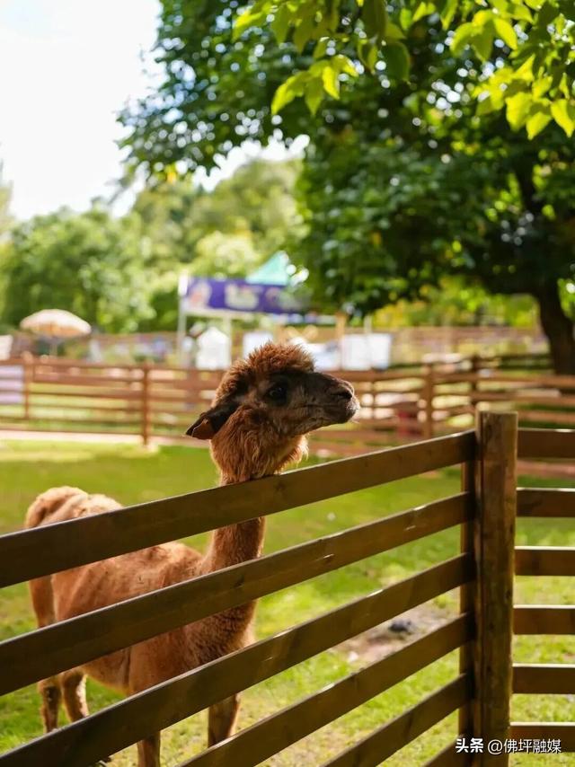 🥕解锁“疯狂动物城”佛坪分城🦊