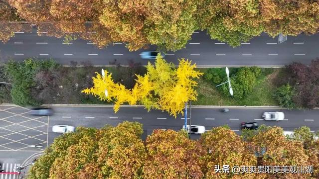 观山湖藏着一封金色情书，落款是银杏与梧桐（附最全攻略）