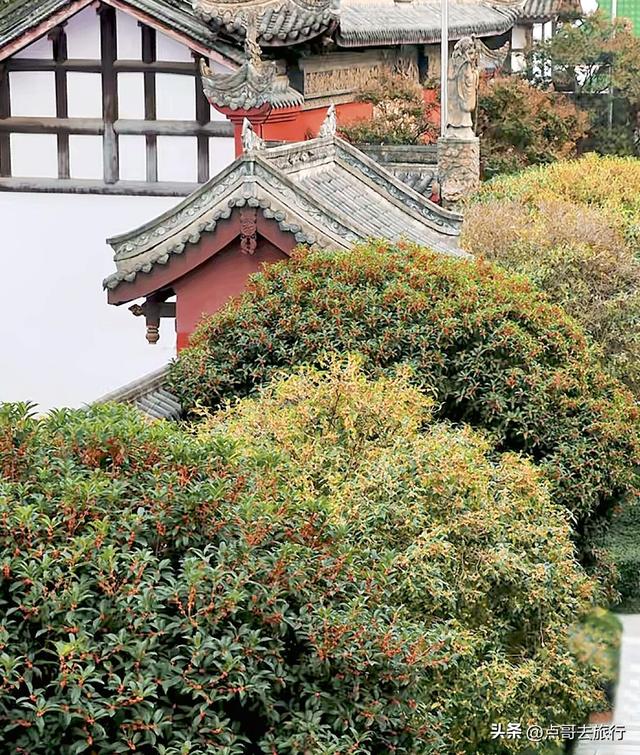 成都必去的五大桂花观赏地，开爆了，成都人私藏，地铁公交车直达