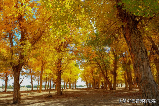 胡杨林的黄金时间来了，到巴州不只塔里木胡杨林公园，这些胡杨林，个个惊艳