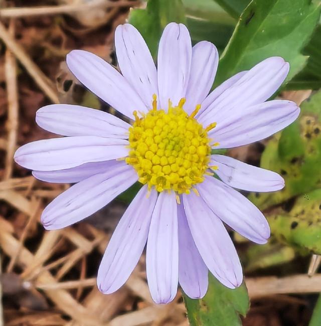 繁花似锦的秋天