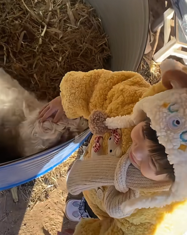 网红羊后续：身价涨三十万	，真相揭秘不出所料，小羊可能保不住了