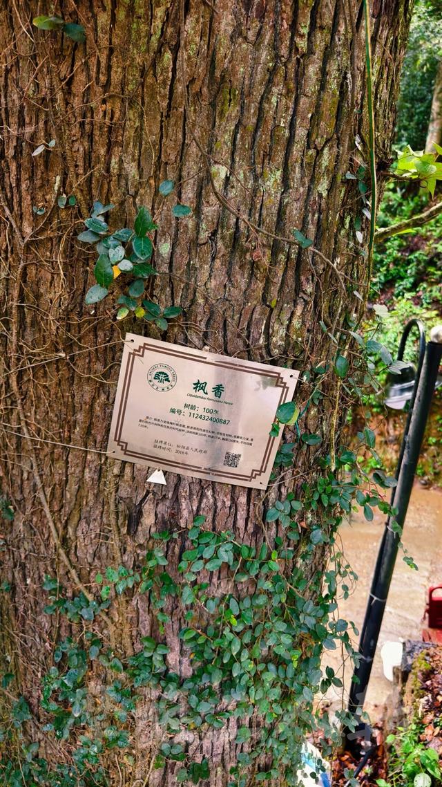 皖浙摩旅二人转——松阳松庄村篇
