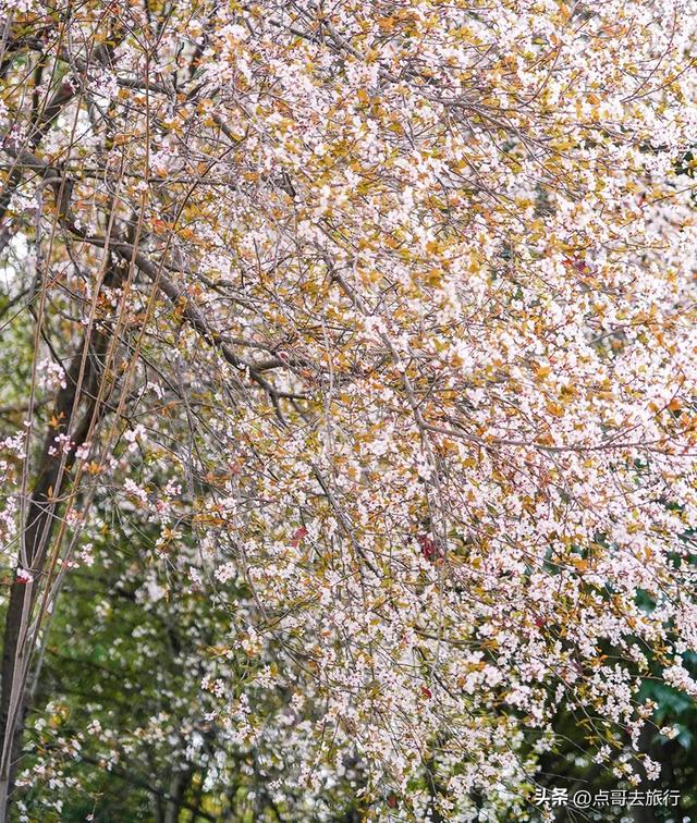 成都最大规模紫叶李花，长达1000米，壮观的美，这4处都免费！