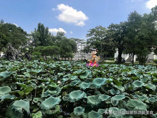夏末游玩惠州丰渚园：古筑映荷添雅，尾季荷花“私藏”角度显惊艳