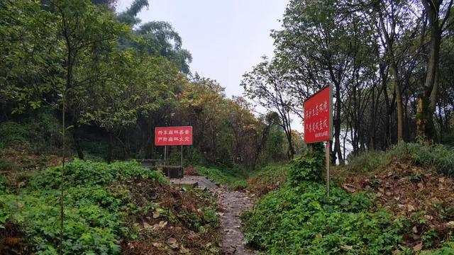 重庆南山被遗忘的千年古道，曾是重庆出川重要通道，如今成为秘境