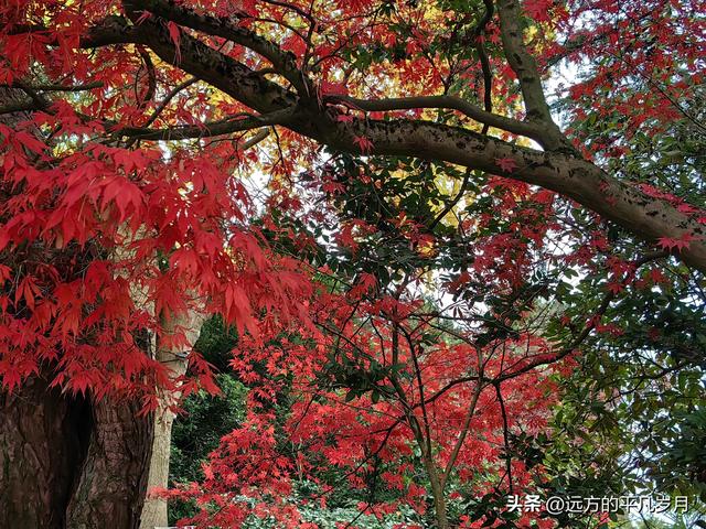 温哥华游记（五）