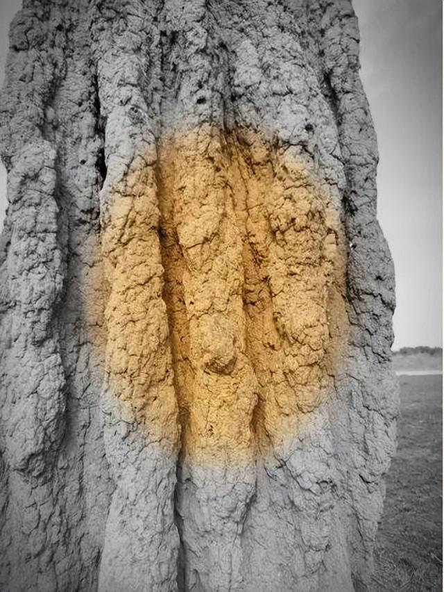 【异域风情】李后强：澳洲的“达尔文金字塔”