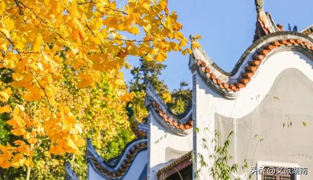 限时绝美!长沙初冬“顶流”上线