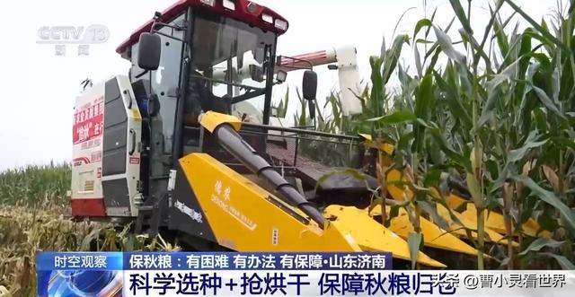 冷空气突袭！7400万亩秋粮抢收告急，农民连夜抢收保粮