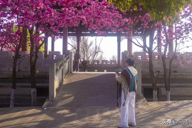 大理赏樱拍照不用去校园和景区，三月街的这座无名凉亭就很出片