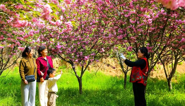 夏县：樱花盛开迎游人