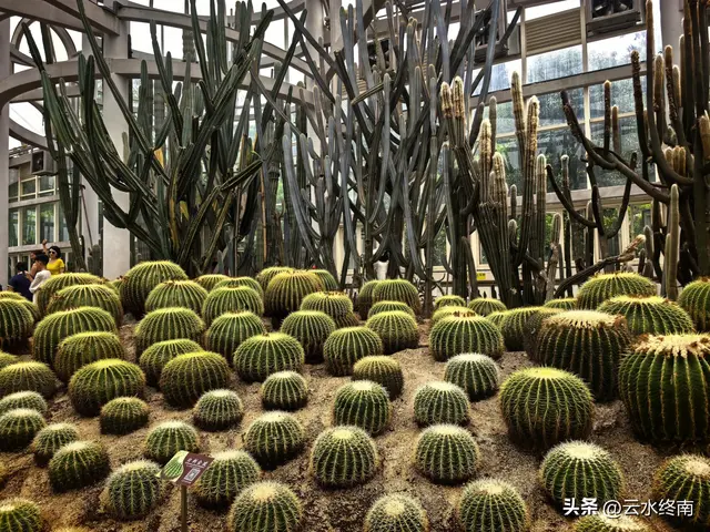 一个五A级植物园，到底藏着哪些值得看的地方，这是最实在的攻略
