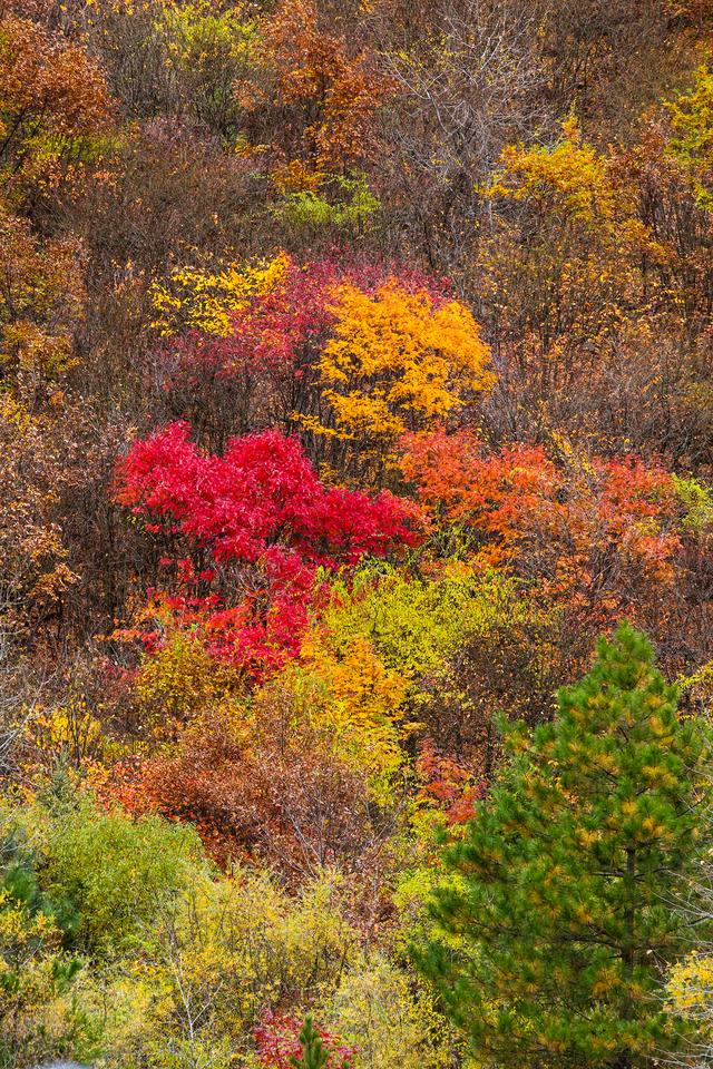 光影札记 | 黑水彩林：八十里画廊的彩林，藏着川西最绚烂的秋