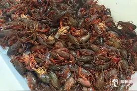 1字头小龙虾再降价！提问：买虾 “钳大” 还是 “钳小” 更划算？图片