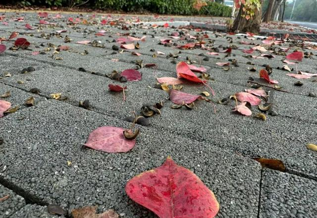 “跑步4年后，真心建议：千万不要天天跑步。”