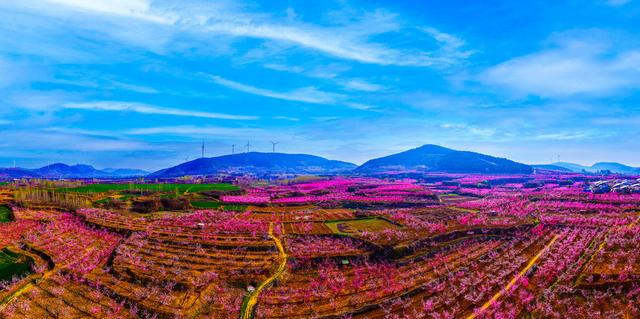 肥城桃花开成海 桃源春风醉若仙