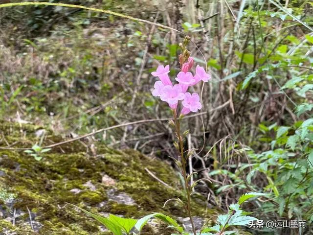 徒步武定香水箐,赏野草香飘、听溪流淙淙,徜徉绿水青山中,惬意