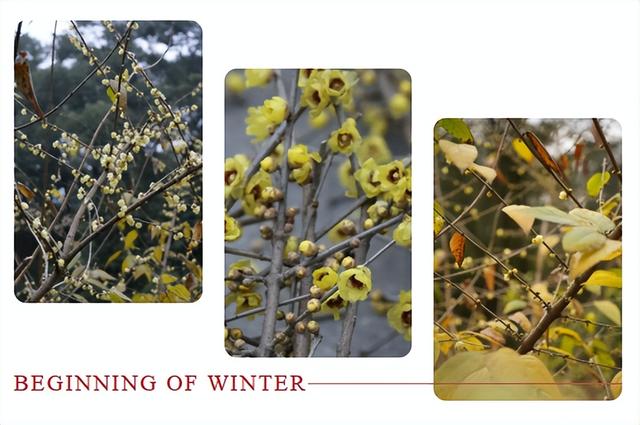 嘿！这里有一份南岸跨年游玩攻略，请查收~