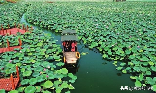 嘉鱼新街500亩荷塘盛夏焕新颜！