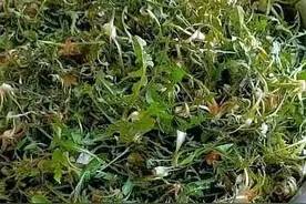 春天正是挖婆婆丁的好时候。图片