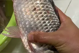 这种常吃的小药片是钓鱼好用的添加剂，饵料里加两片效果就不一样图片