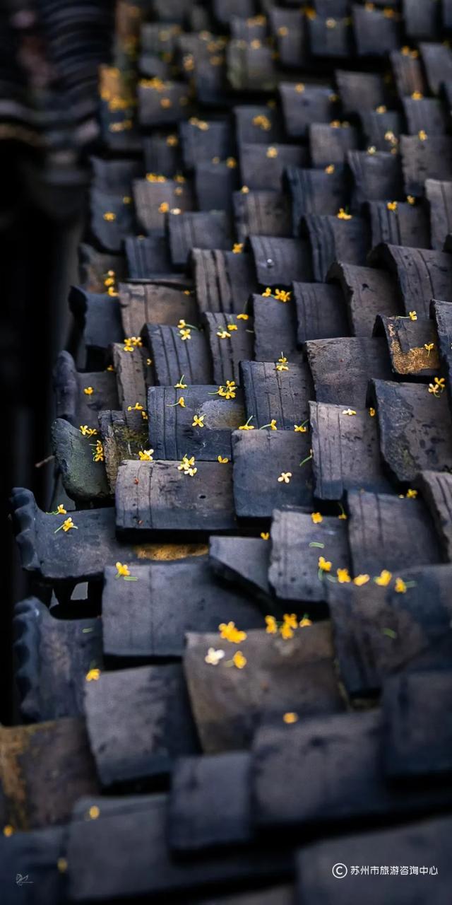 “香香”模式即将开启，桂花味线路给你准备好啦