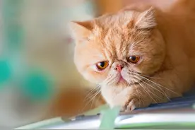 越南每年吃掉400万只猫，为何我们几乎不吃，李时珍早说出了原因图片