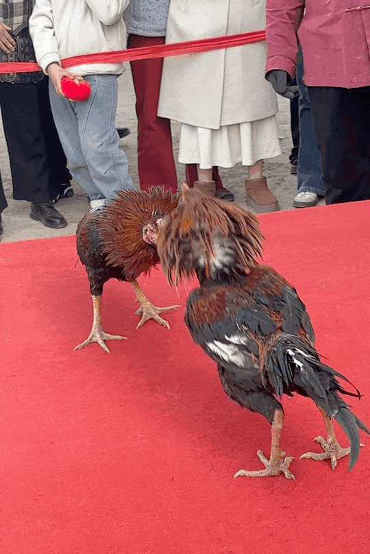 出游正当时：张壁古堡节目即将升级，越夜越燃！