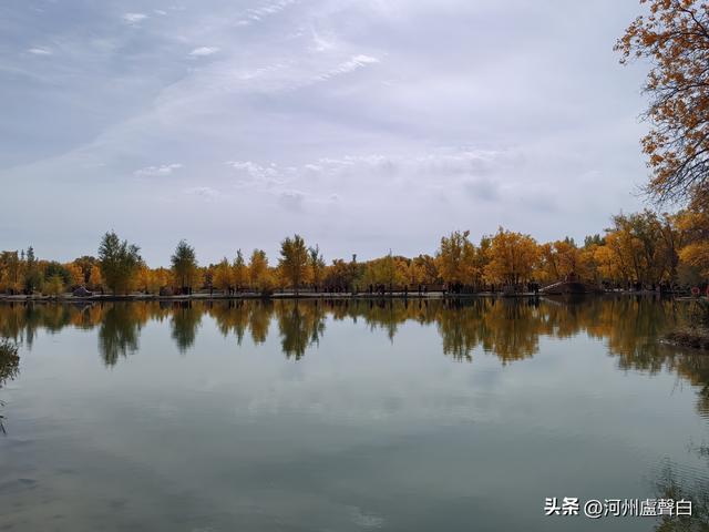金塔胡杨林