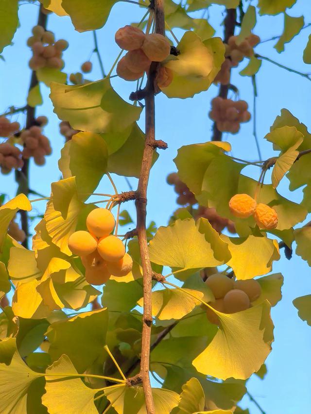 邂逅那一抹醉人的秋色