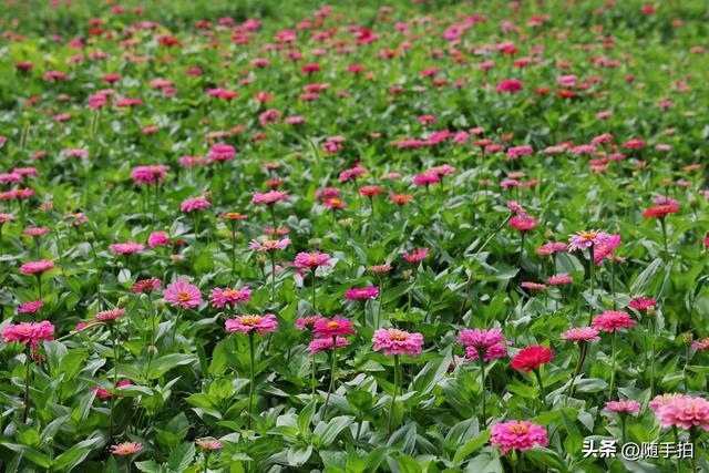 江苏苏州昆山花桥地铁站遇见粉色花海，百日菊盛放宛如画卷
