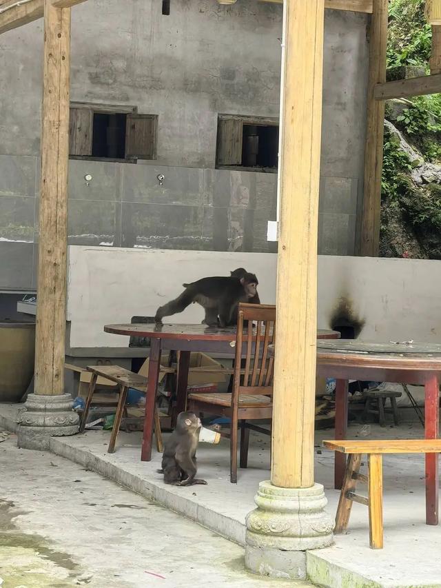 西岭雪山发生多起猴伤人事件，当地村民也饱受猴群困扰，景区回应：游客投喂是令我们头痛的一件事
